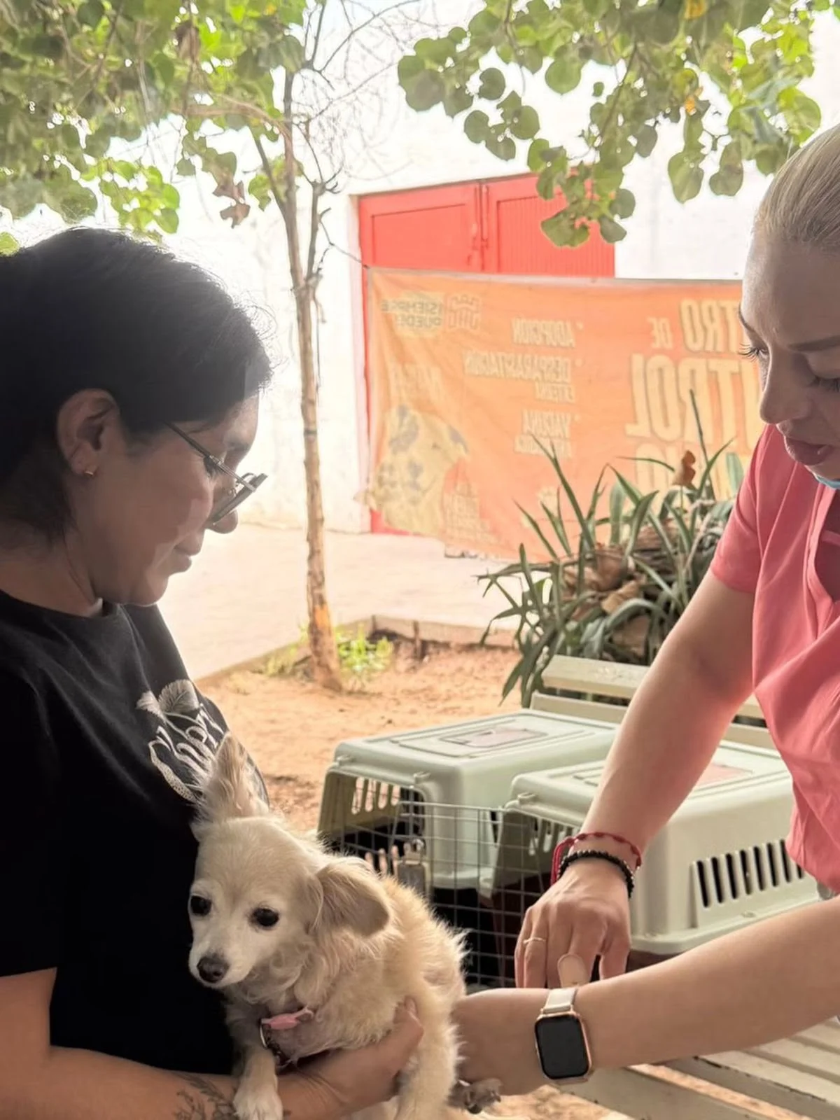 Mantiene Control Canino campaña gratuita para prevenir garrapatas y rickettsia en Torreón