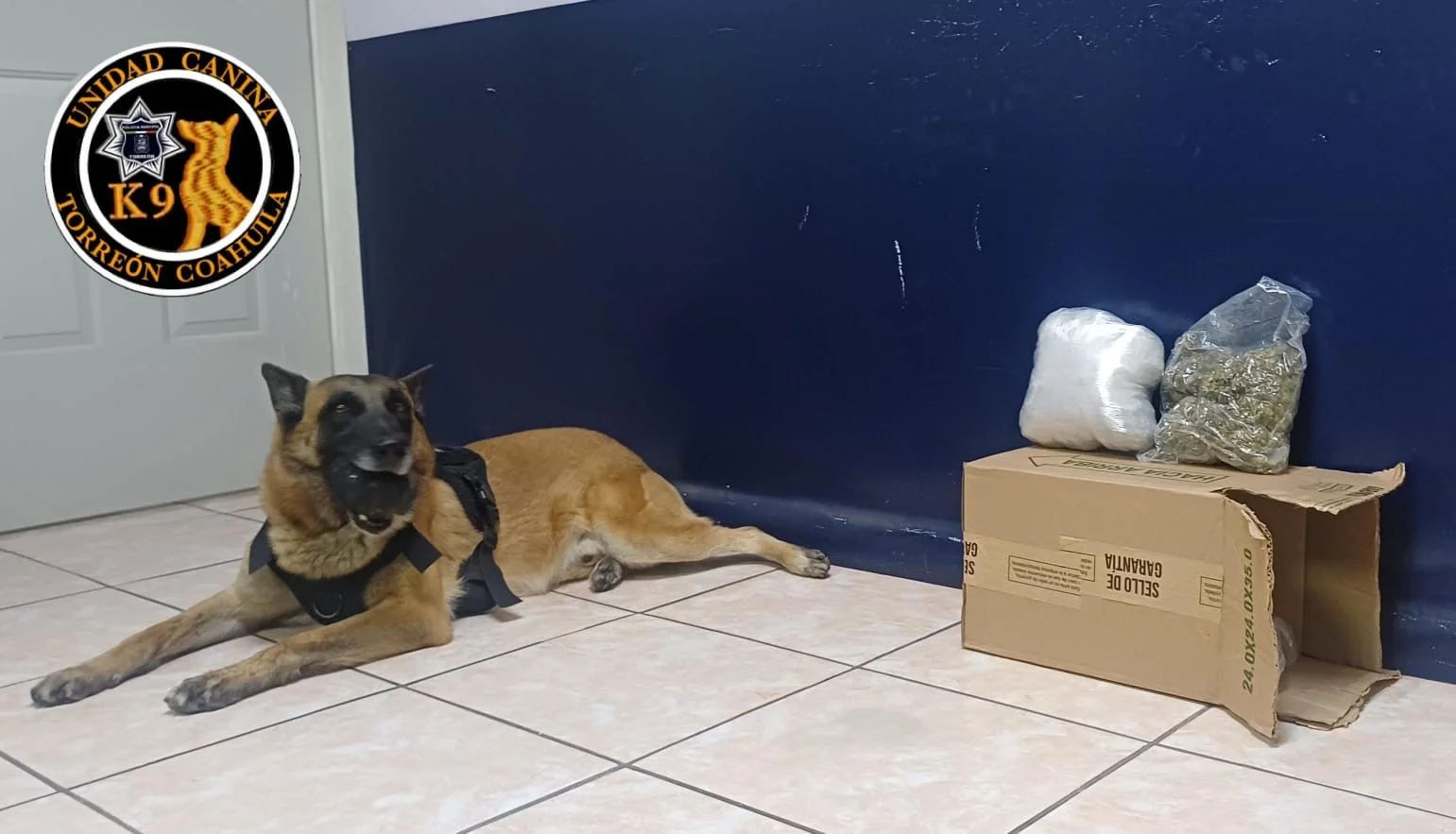 Unidad Canina asegura marihuana en paquetería de Torreón
