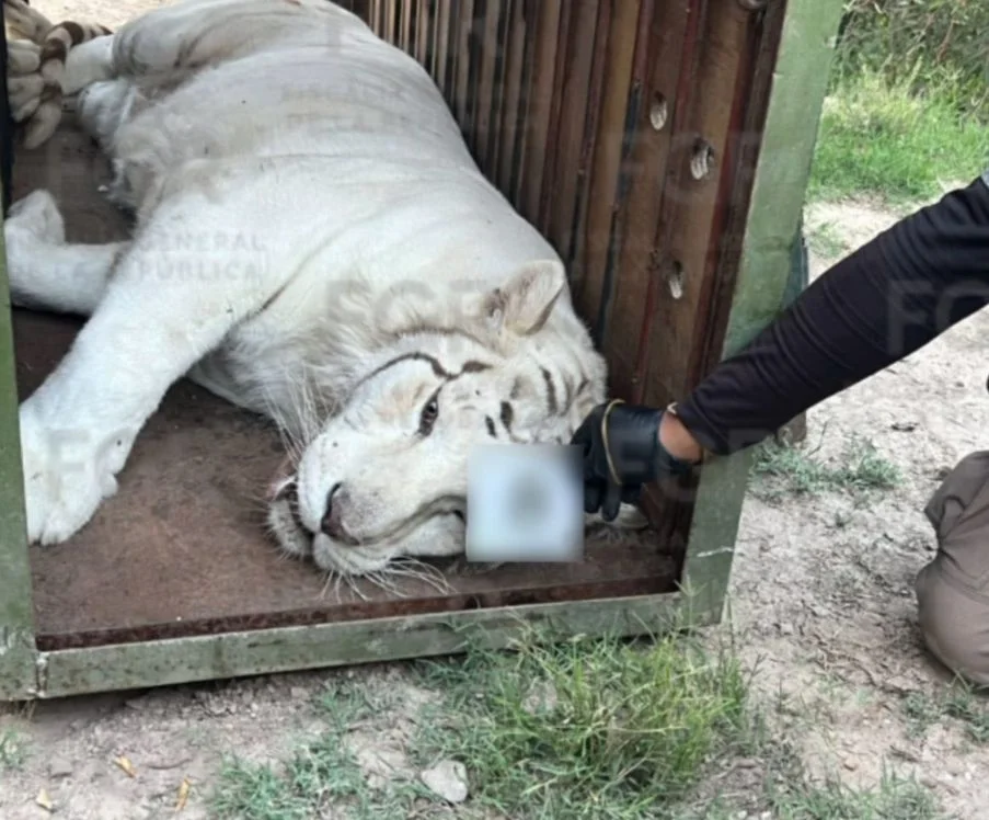 FGR resguarda tigres de bengala, un ocelote y un lince durante cateo en rancho de Durango
