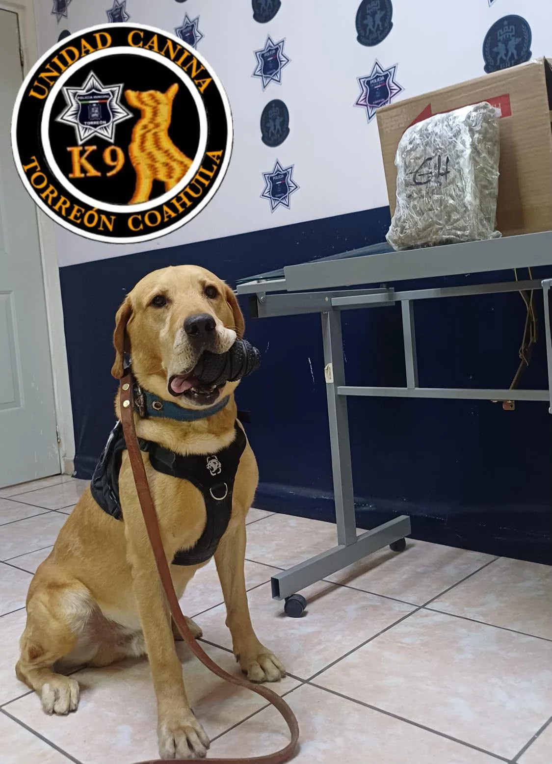 Elementos caninos aseguran 6 kilos de marihuana en paquetería de Torreón durante operativo preventivo.