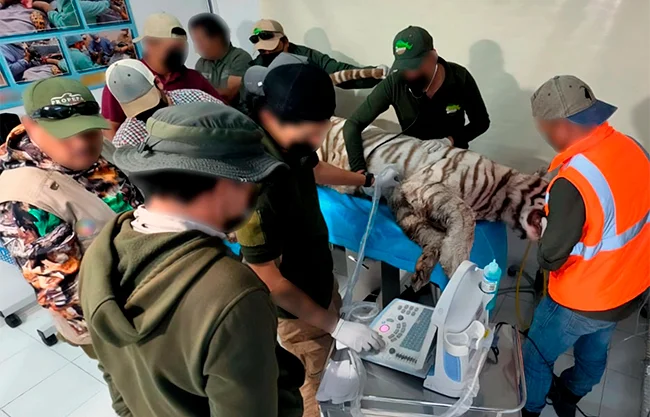 Como consecuencia directa del escape y la muerte del felino, la Profepa impuso una clausura total temporal al establecimiento "Animal Experience"