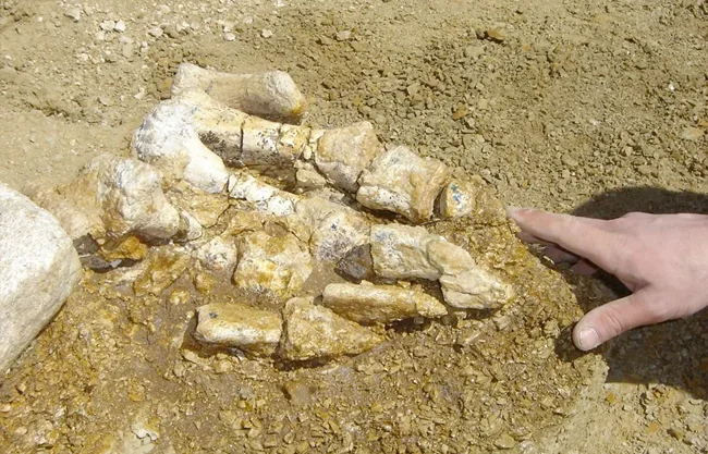 El espécimen fue recolectado originalmente en la isla James Ross y su descubrimiento quedó registrado en el cuaderno de campo del geólogo