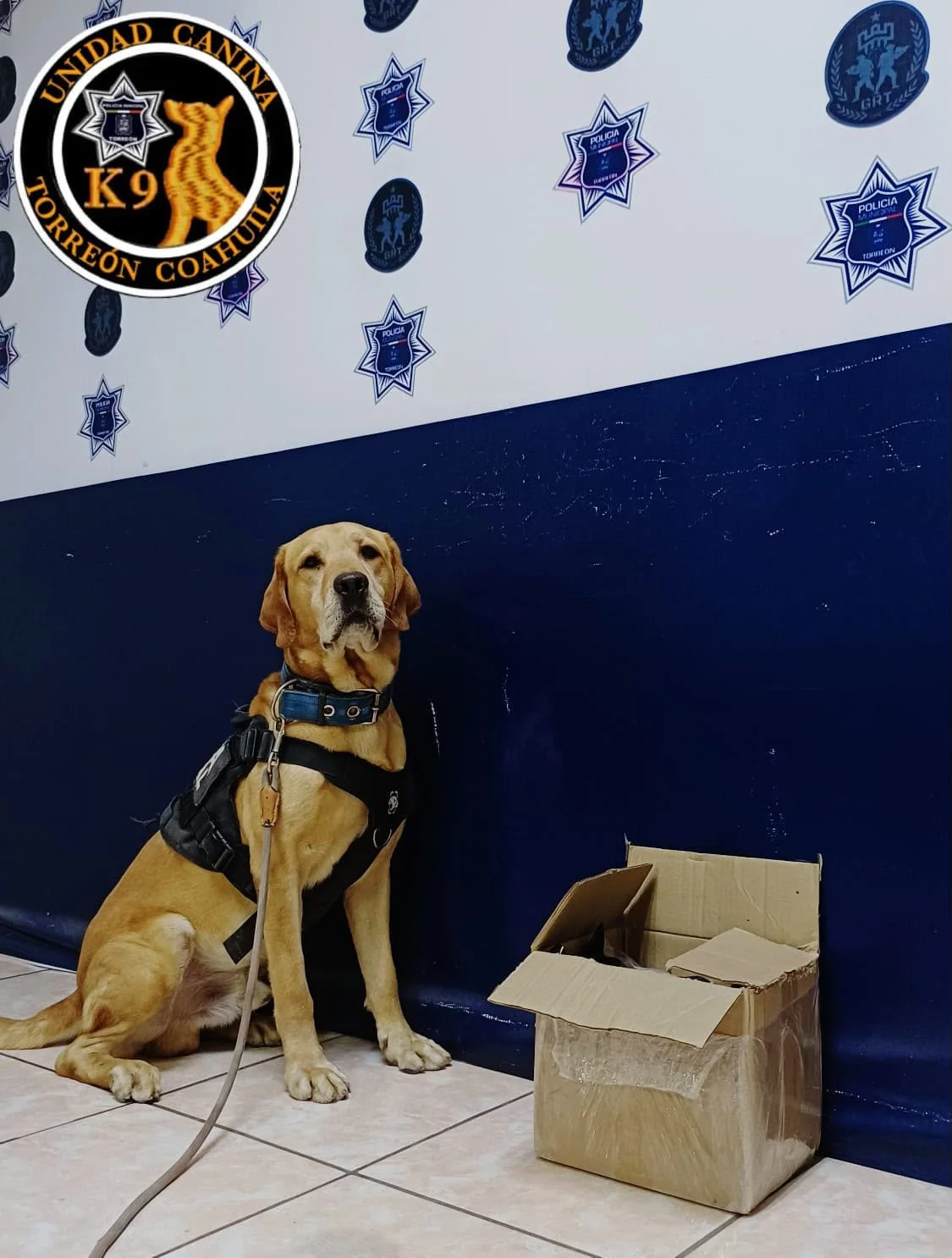 Unidad canina detecta 2 kg de marihuana en paquetería de Torreón durante operativo de prevención.