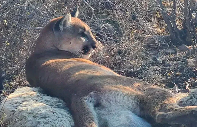 Profauna advirtió que, aunque la mayor parte de los visitantes han mostrado un comportamiento responsable, las autoridades mantendrán la vigilancia