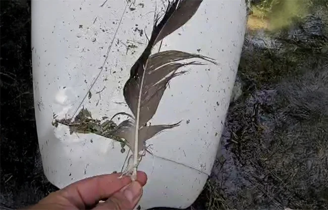 VIDEO: Pájaro tumbó aeronave donde viajaba coahuilense