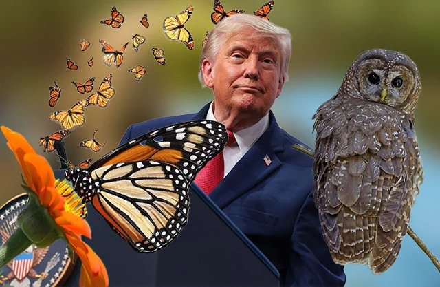 Ambientalistas alertan que la medida impulsada por Trump pone en riesgo mariposa monarca y búho motea