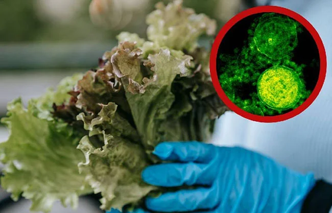 Alerta sanitaria: comienza retiro de lechuga por brote de Cyclospora; provoca “diarrea explosiva