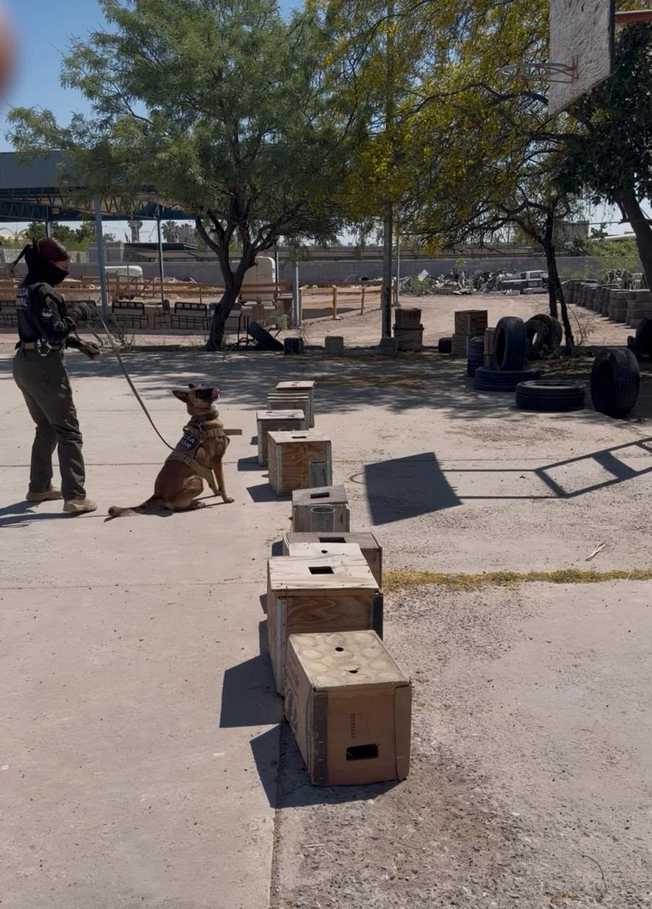 Unidad K9 de la DSPM consolida resultados en prevención, detección de narcóticos y proximidad social