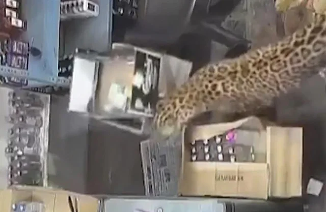 Leopardo desata el pánico al atacar a un empleado dentro de una licorería