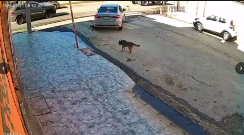 Buscan identificar a conductor tras atropellamiento de una perrita en Torreón