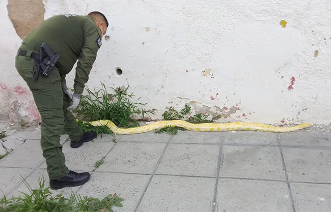 Capturan una pitón birmana albina en el Centro de Saltillo; no es venenosa