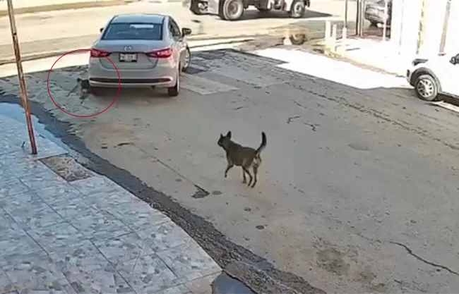 Difunden en redes presunto caso de maltrato animal en Torreón; analizan posible denuncia