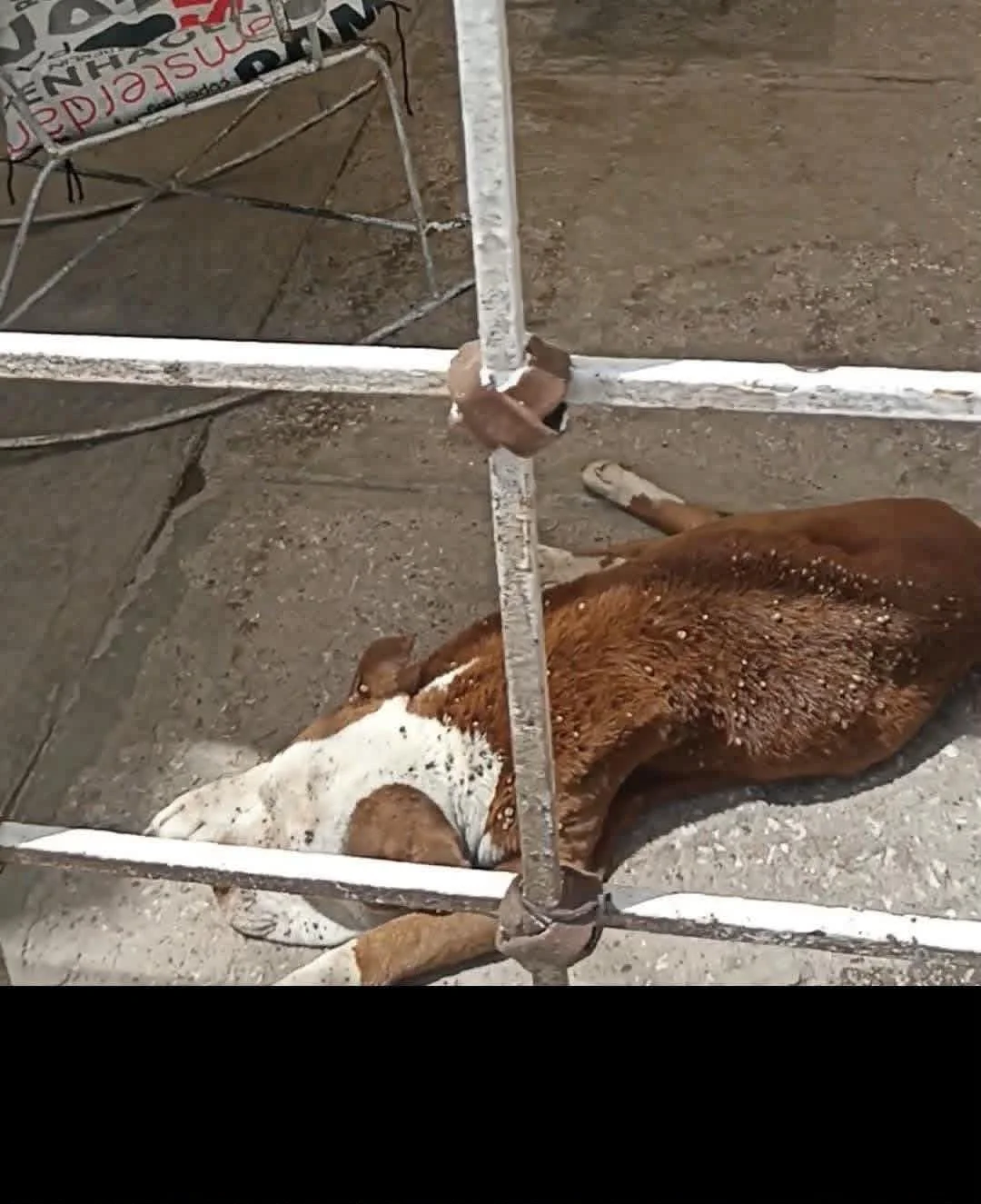 Aplican en Torreón la primera multa por maltrato animal; sanción asciende a 10 mil pesos