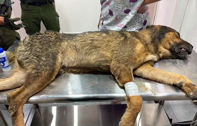 Murió perro que había sido encadenado y rescatado de zanja en Saltillo