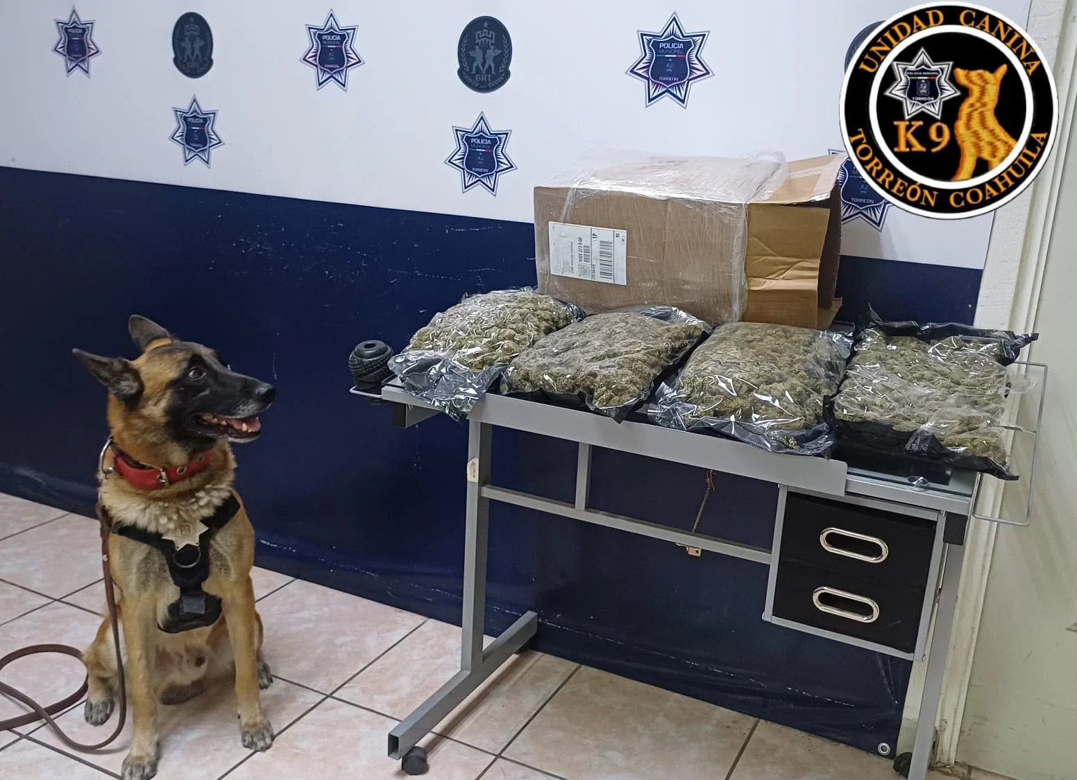Asegura Unidad K9 de la DSPM 4 bolsas con marihuana en paquetería de Torreón