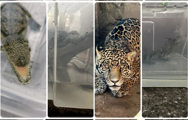 Rescata Jalisco 236 animales silvestres en tres meses
