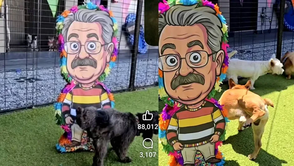 Perritos orinan piñata con la imagen de Pedro Sola y se viralizan