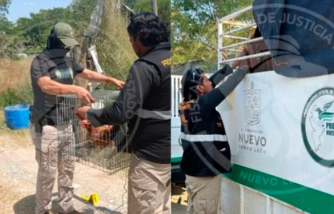 Aseguran vehículos y animales en quinta de Arnulfo JR ligada al feminicidio de Pamela Yahaira