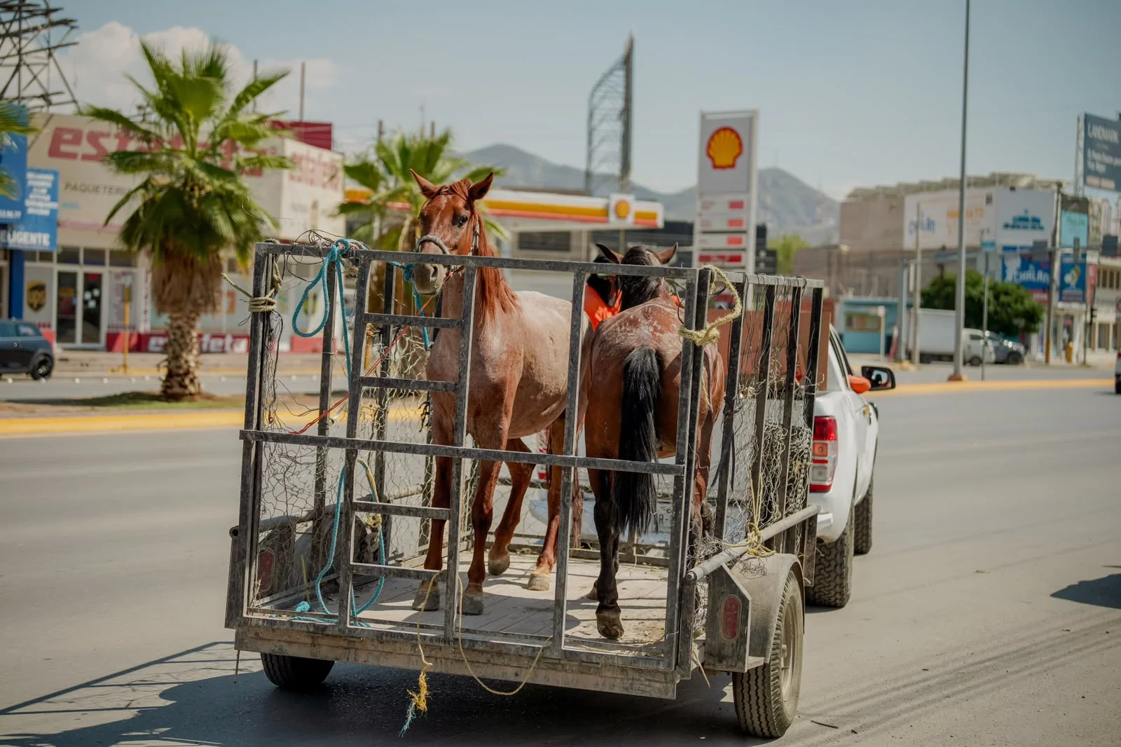 Torreón avanza en retiro de carromatos; suman 10 equinos rescatados