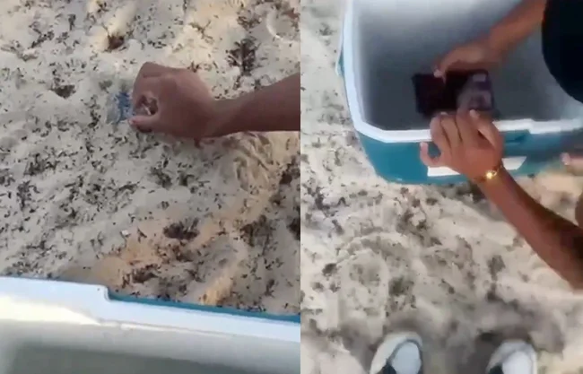 VIDEO: Indigna en redes video de jóvenes manipulando a crías de tortuga en Playa del Carmen