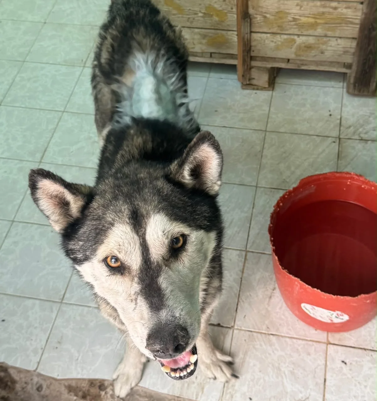 Rescatan a perro en situación de maltrato; recibe atención veterinaria en Control Canino de Torreón