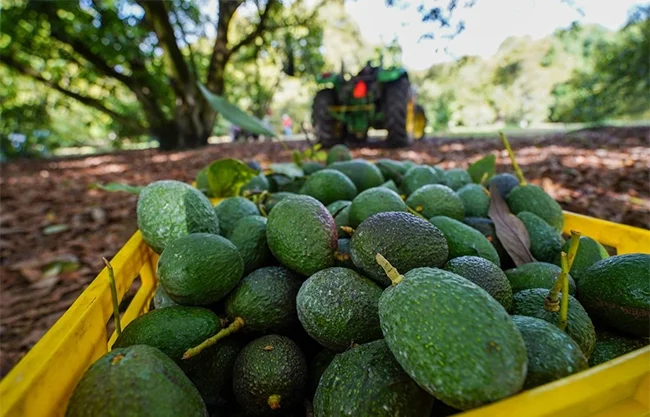 EU suspende temporalmente exportación de aguacate de Michoacán por amenaza