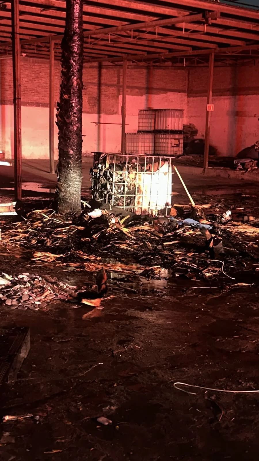 Lluvias provocan caída de árboles, cortocircuitos e incendio de una palma por impacto de rayo en Torreón