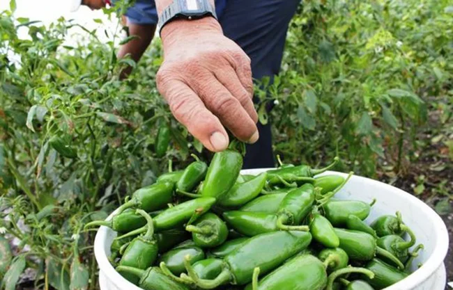 ¿Son jalapeños de Coahuila? Esto se sabe del brote de Salmonella que suma 345 casos en EU