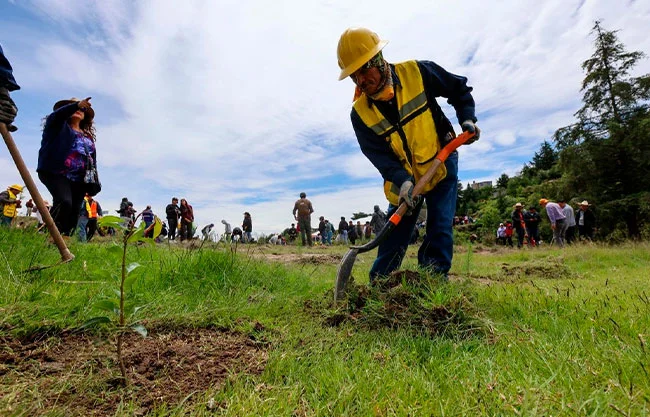 Sader invita a participar en reforestación nacional, buscan plantar 6.6 millones de árboles