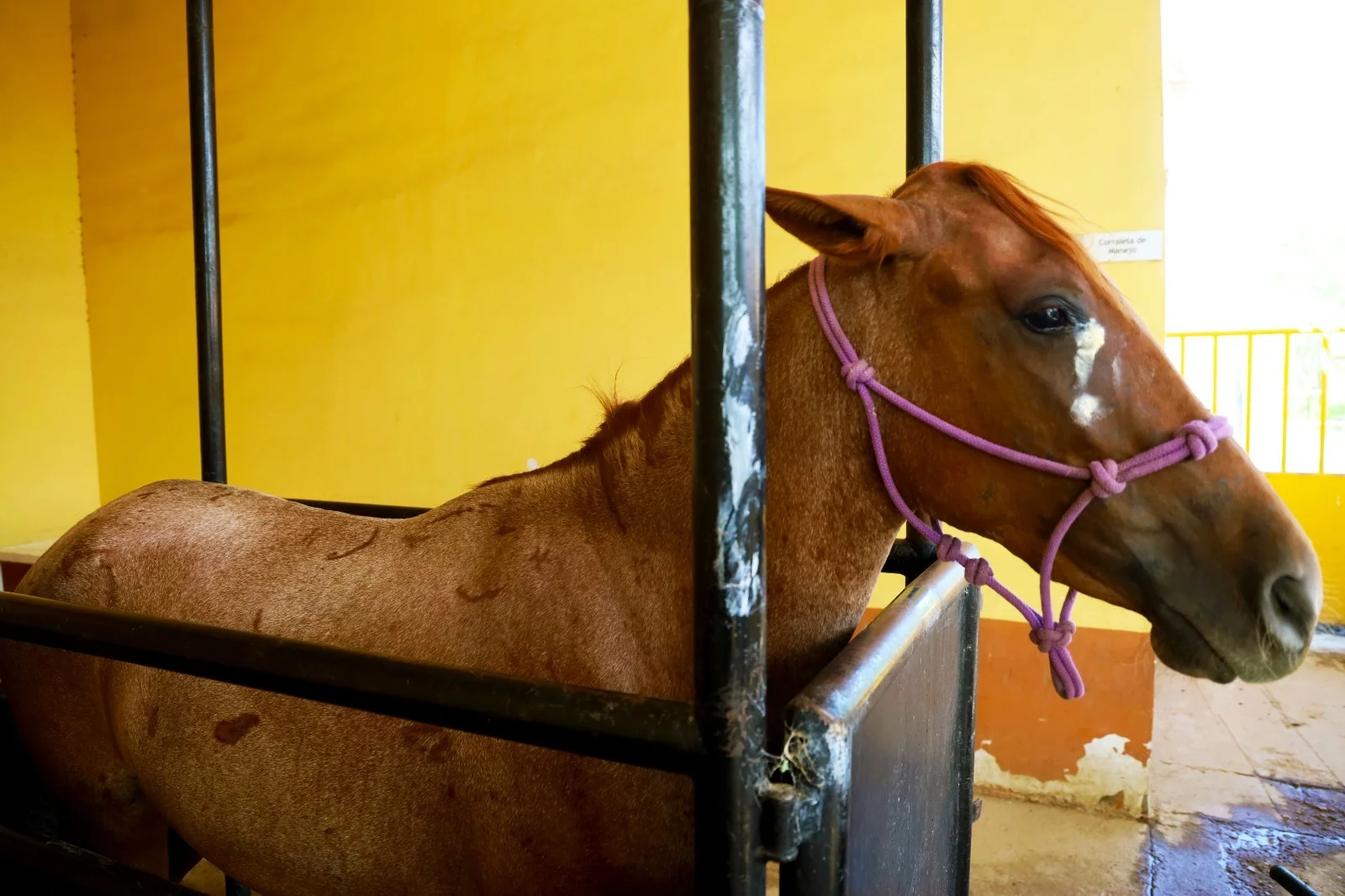 Veterinarios de la UAAAN supervisan recuperación de yeguas rescatadas en Torreón