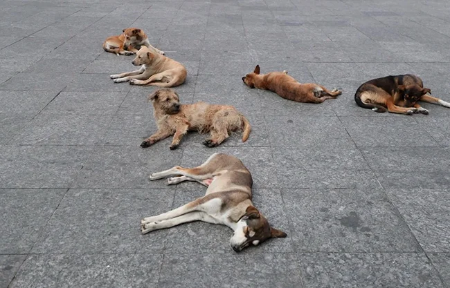Aumenta abandono de perros en México; Congreso de Coahuila recomienda reforzar campañas de esterilización