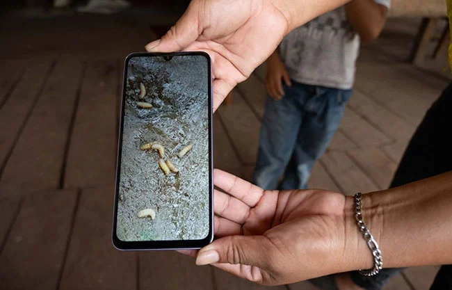 México demanda certificar a caninos y aves libres de gusano barrenador procedentes de EU, para autorizar su ingreso