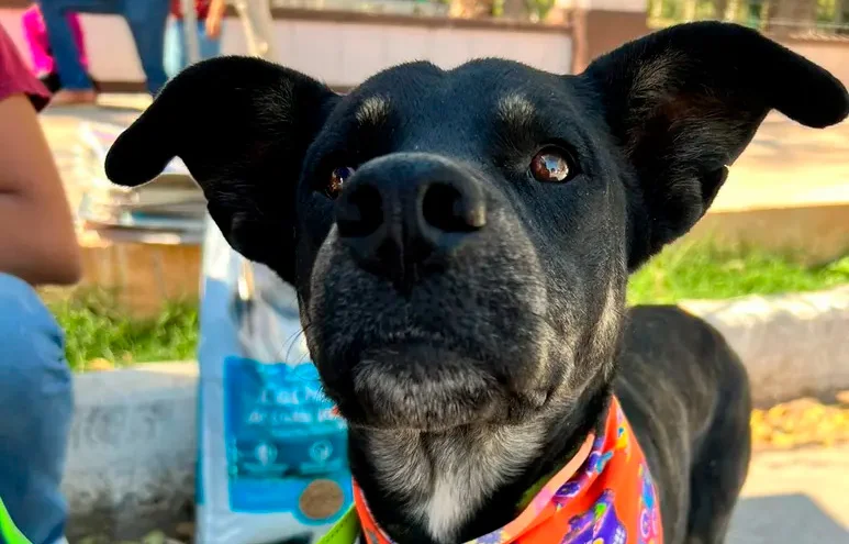 Control Canino abre sus puertas para nuevas familias