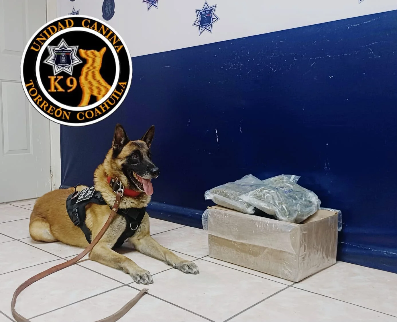 K-9 de la Policía Municipal detecta paquete con un kilo de marihuana en paquetería de Torreón
