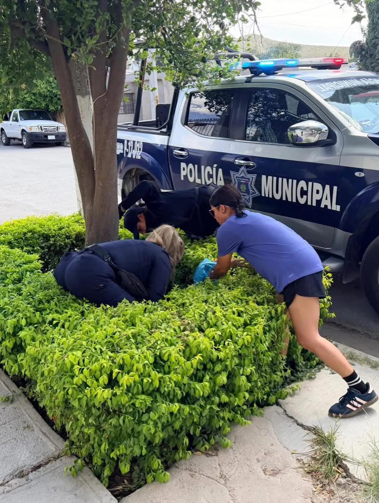 Muere perro tras presunta agresión en el Centro de Lerdo; interponen denuncia