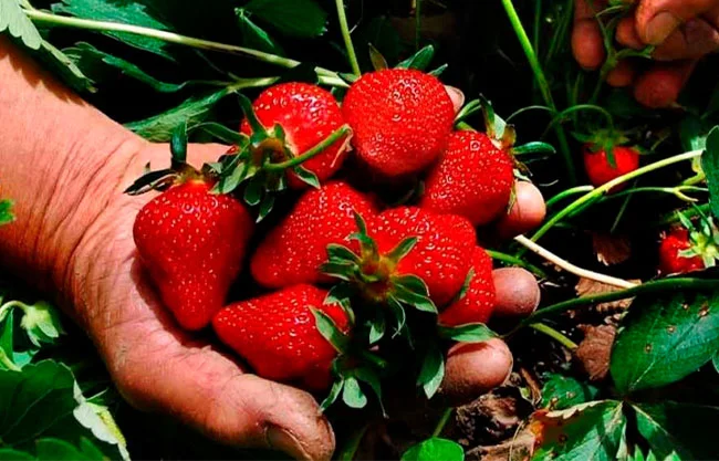 Fresa de Irapuato, en riesgo por pesquisa antidumping de EU