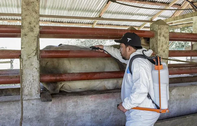 Casos de gusano barrenador en humanos se extienden a 25 estados de México