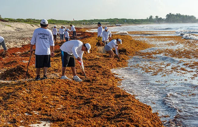 NASA alerta por aumento en el sargazo: el Caribe y Golfo de México alcanzan máximos históricos