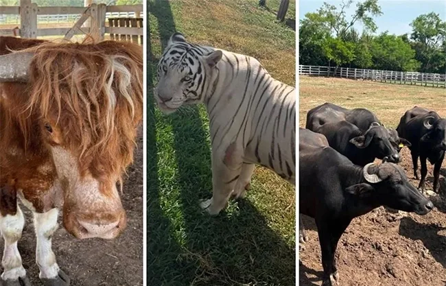 Aseguran 68 mil litros de diésel, cinco inmuebles y 135 animales exóticos en Tamaulipas