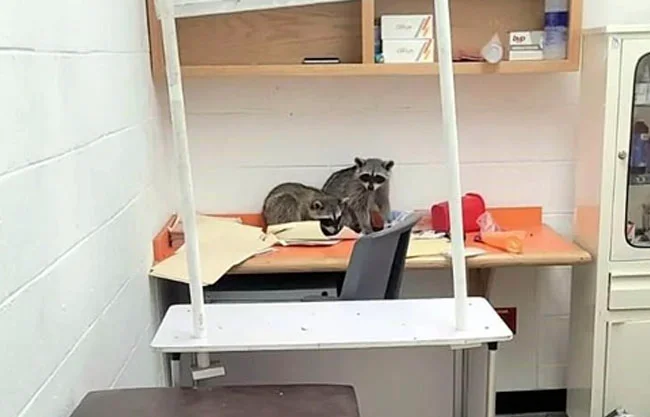 Rescatan a mapaches dentro de Home Depot