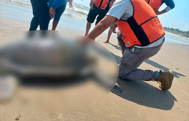Investigan muerte de tortuga verde con heridas de arma blanca en playas de Veracruz