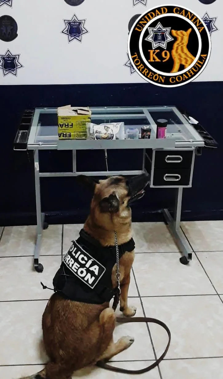 Unidad Canina detecta marihuana y productos con THC en paquetería de Torreón