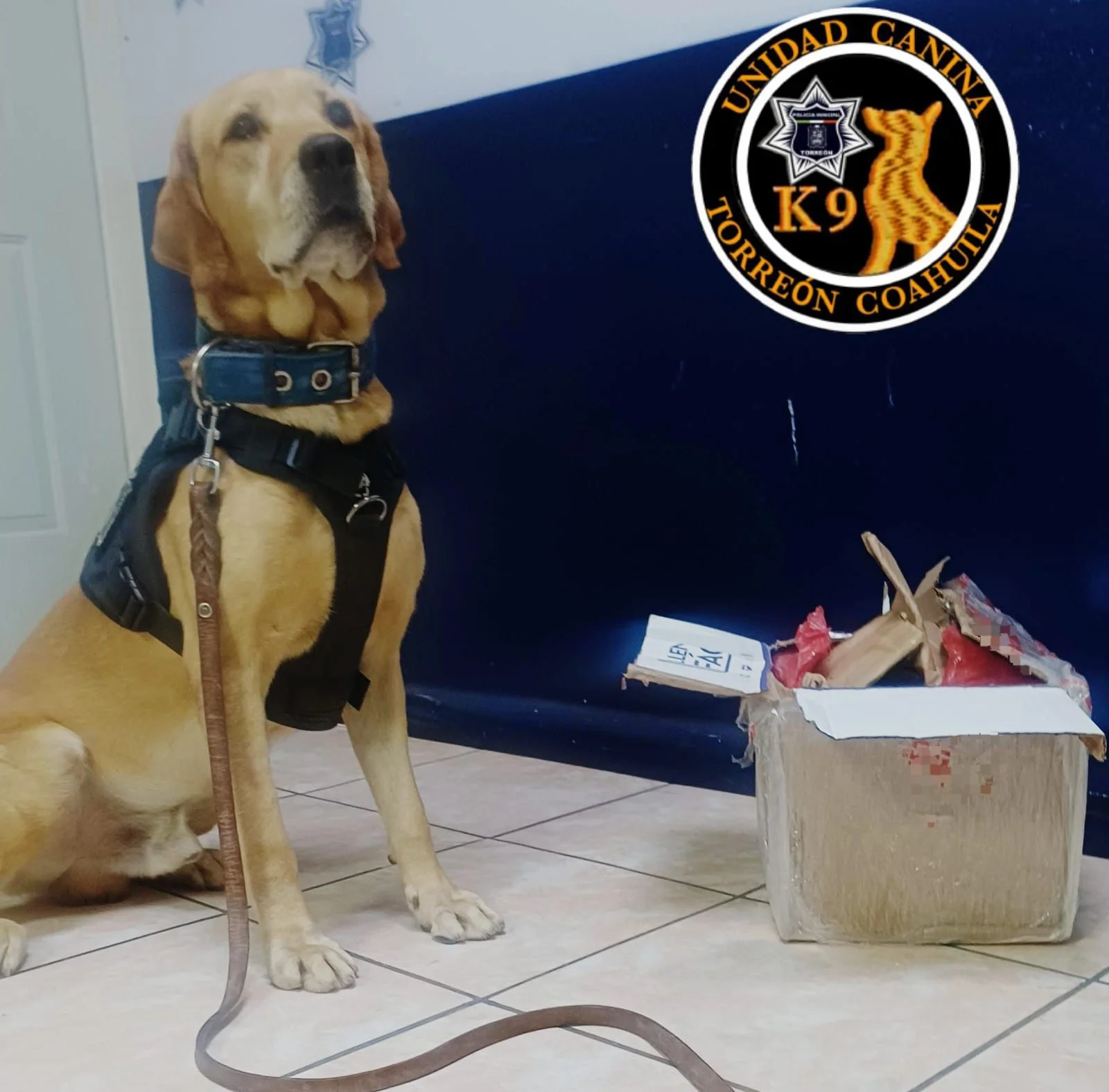 Unidad Canina asegura 1.5 kilos de marihuana en paquetería de Torreón