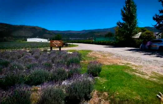 Cierran campos de lavanda en Arteaga: alternativas en México y reglas para cuidarlos