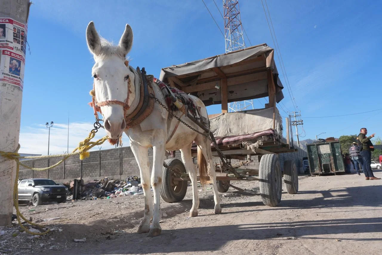 Jubilarán a equinos de carga en Torreón; 37 carromateros cambiarán a motocarros