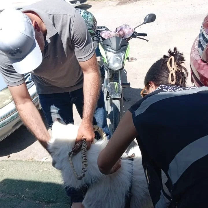 Desparasitan a más de 700 perros para prevenir garrapatas en Torreón