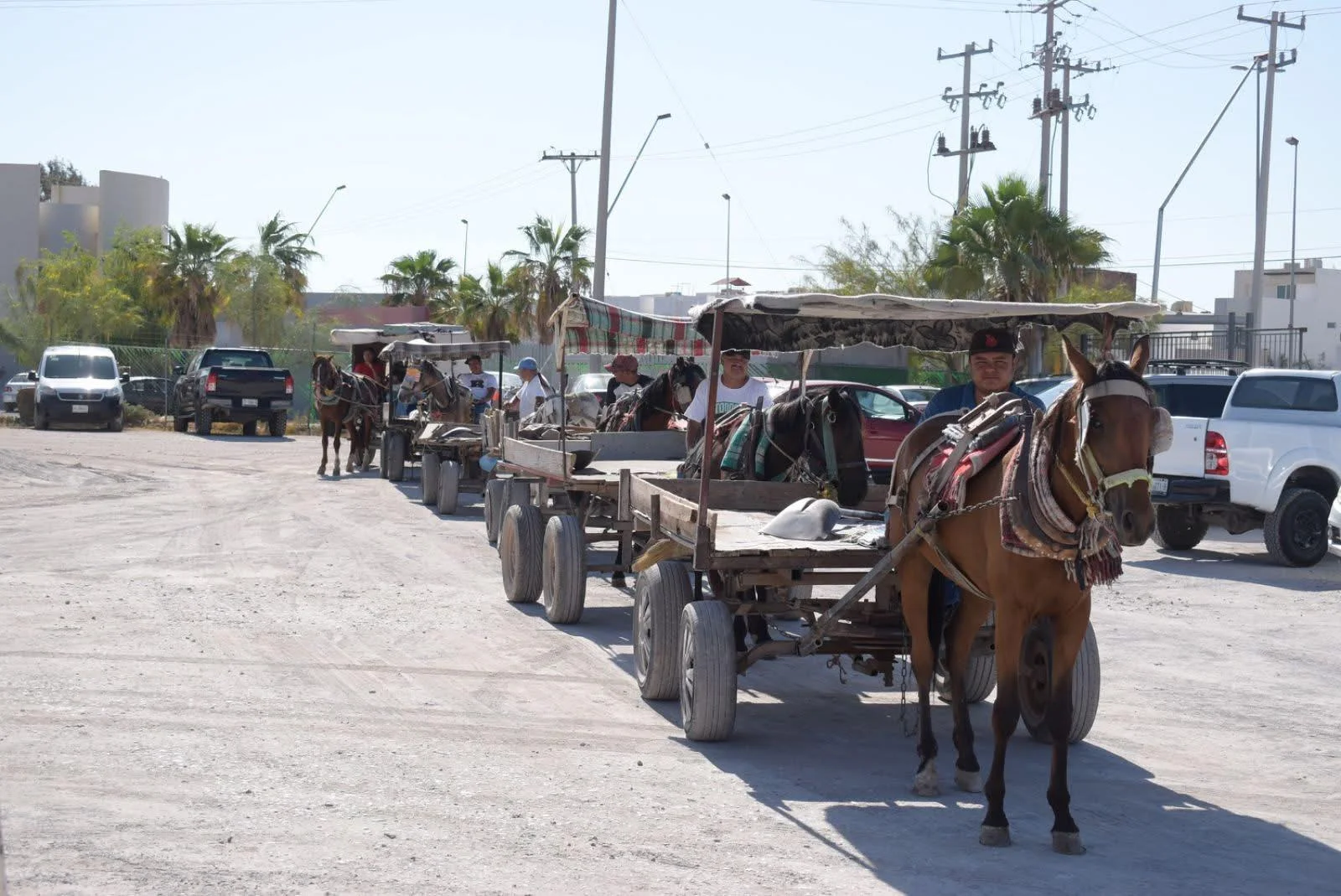 Buscarán prohibir la tracción animal en la zona urbana de Torreón