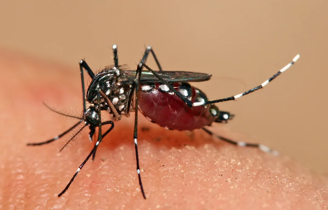 Sudor, calor y dióxido de carbono: los verdaderos factores que te convierten en 'imán' de mosquitos