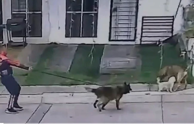 Acusan a hombre de permitir que su perro agreda a otro en Uruapan