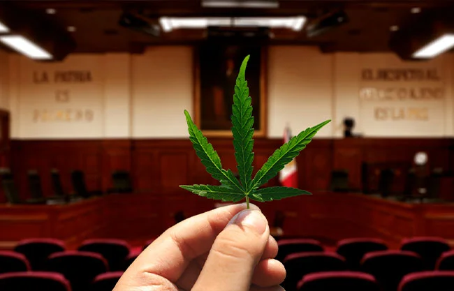 La SCJN avala uso recreativo de cannabis en preparación de alimentos para autoconsumo